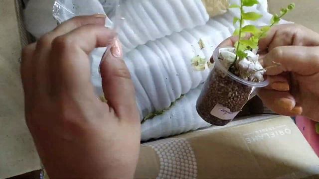 Новые цветочки 😜не хойи😍😍😍😍 смотреть онлайн