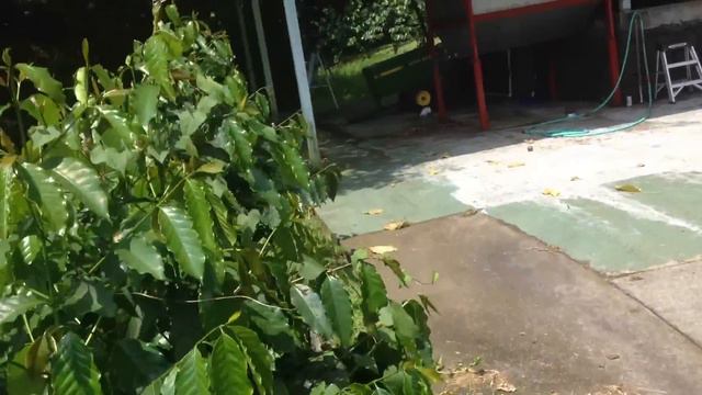 HAWAII💥один из ДОРОГИХ сортов КОФЕ в мире KONA COFFEE смотреть онлайн