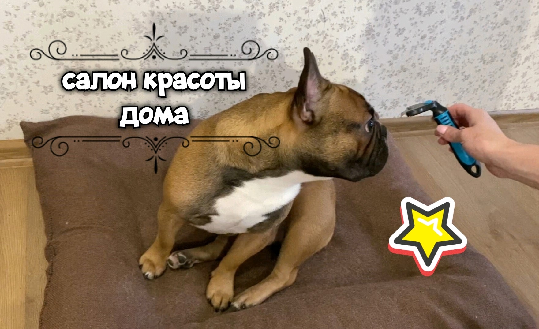 Уход за французским бульдогом. Гигиенические процедуры, стрижка когтей, груминг. Интимная гигиена смотреть онлайн