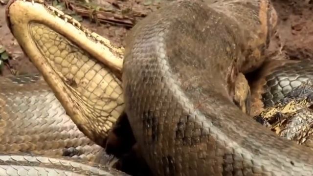 Анаконда атакує крокодила смотреть онлайн
