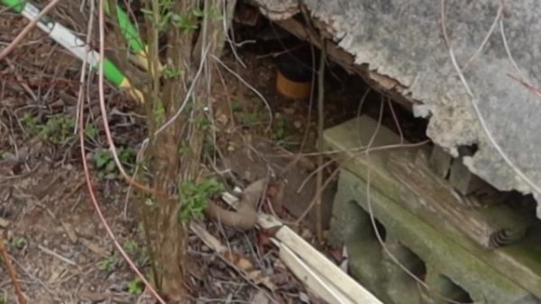 CLEARING OVERGROWN YARD! CUTTING DOWN TREES // HOME REFRESH BACKYARD MAKEOVER // DIY PROJECTS