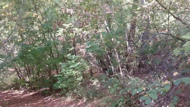 Невязальное видео осенняя прогулка Бобровка Кинельский район Самарская область смотреть онлайн