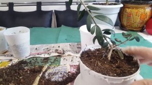Пересадка оливы растущей в вазоне. Transplanting an olive growing in a flowerpot.