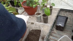 Фуксия ампельная. Посадка в подвесные горшки.