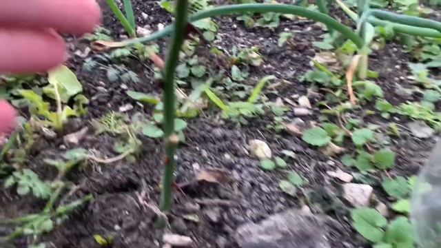 Жизнь у моря нам нравится Рано радуемся природе Черенки роз укоренила этой зимой смотреть онлайн