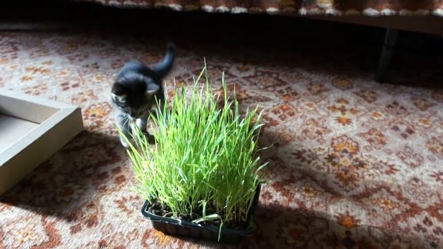 Котенок ищет дом! смотреть онлайн