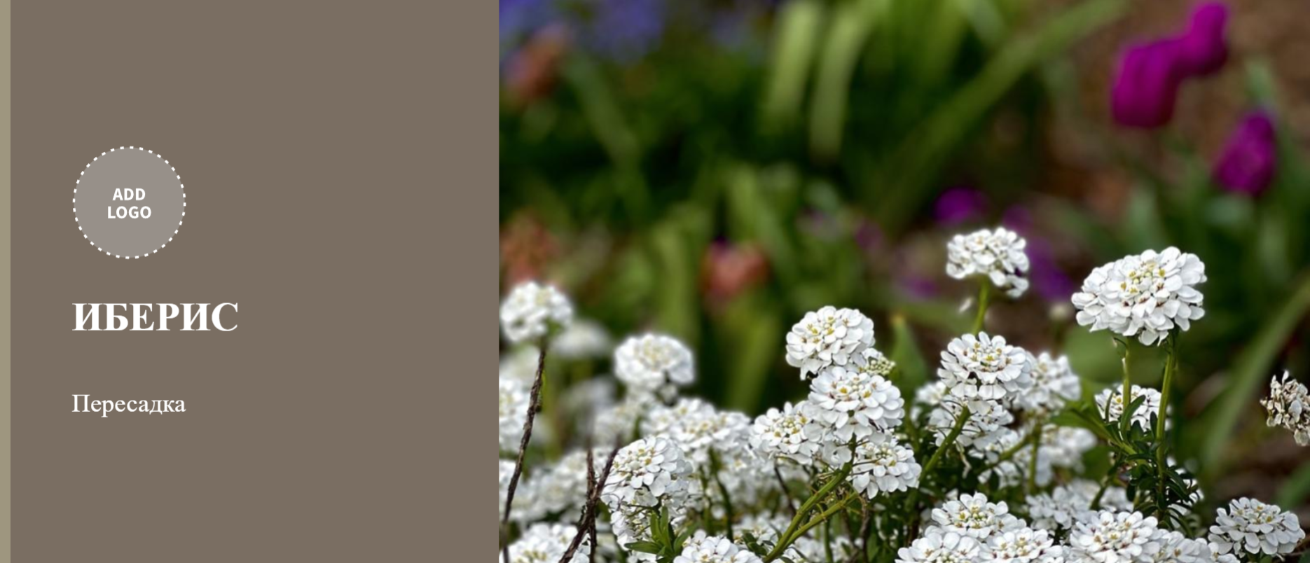 Как пересаживать иберис. Пересадка иберис. Пикировка иберис