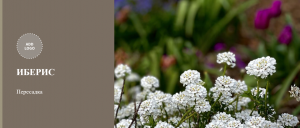 Как пересаживать иберис. Пересадка иберис. Пикировка иберис