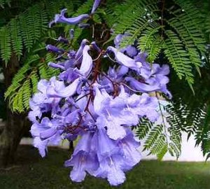 Ф.Шопен.Ноктюрн №7.