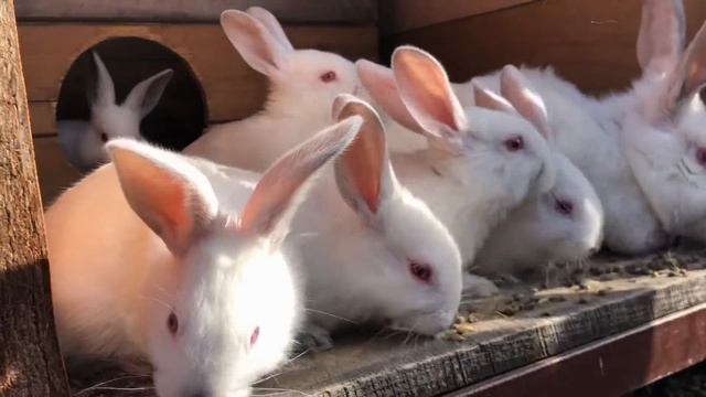 Калифорнийские кролики/Смешанные породы/ Утренний обход