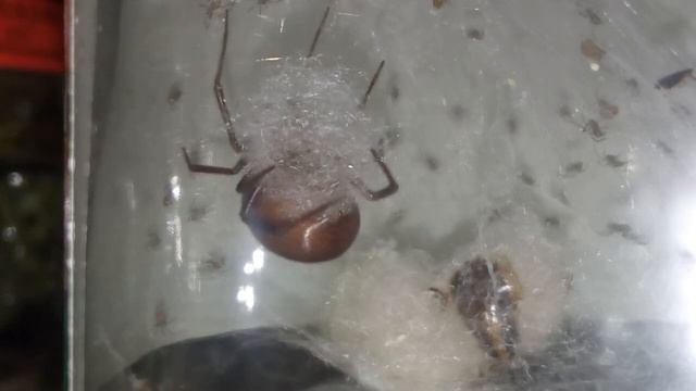 Самка откладывает яйца в кокон. Редкие кадры! Вид паука (Стеатода Гросса). смотреть онлайн