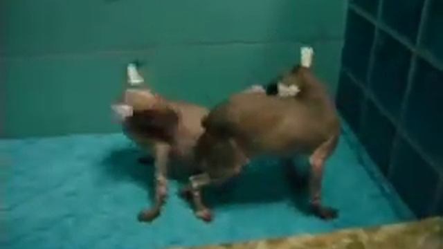 Щенки мексиканской голой собаки среднего размера смотреть онлайн