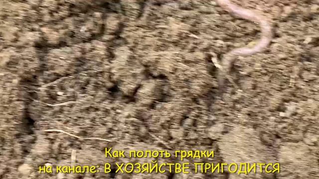 Как полоть грядку на даче