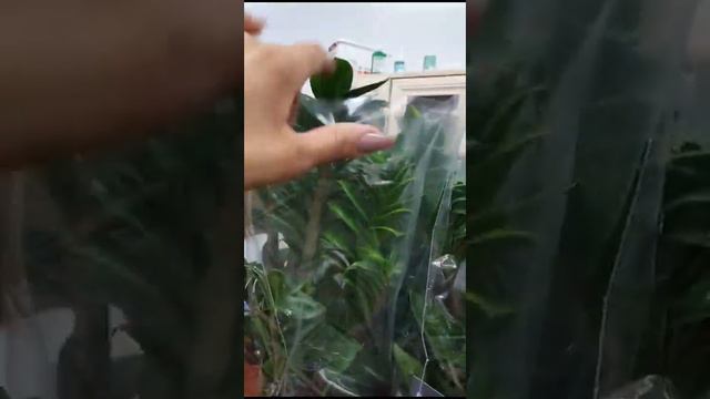 Новый приход комнатных растений 🌵 смотреть онлайн