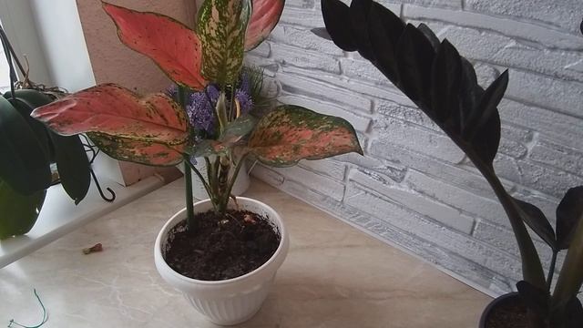НОВИНКИ В МОЁМ ЗИМНЕМ САДУ НА ЛОДЖИИ. ЗАМИОКУЛЬКАС РАВЕН И АГЛАОНЕМА. смотреть онлайн