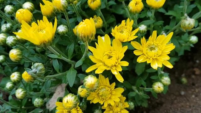 김선일한국화화실  2023  청담동 정원(庭)의 국화 ❤️국화꽃 여정06