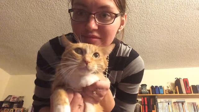 кот Ваня живет в Лос Анджелесе смотреть онлайн