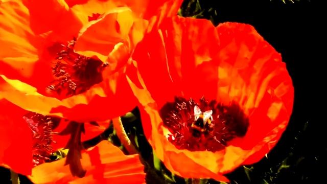 Свежие маки смотреть онлайн