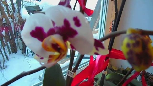 Цветовод поневоле, или дарёному коню...))) смотреть онлайн