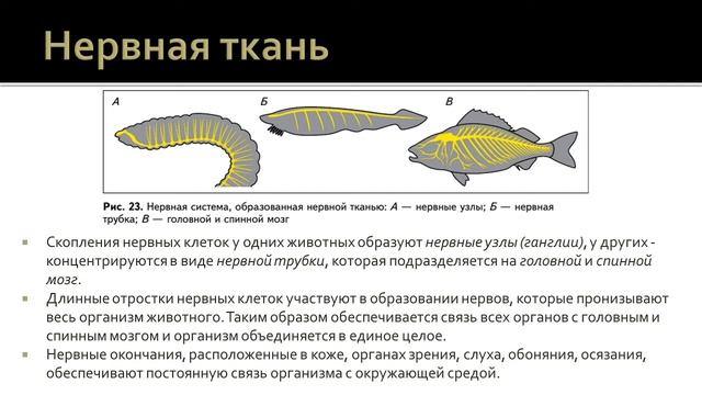Биология 7 класс. Урок 6 смотреть онлайн