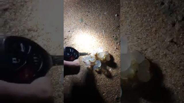 Икра "Каракатица" - CoralReef-Aqua смотреть онлайн