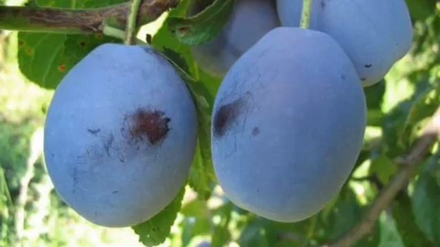 Слива Ника- описание сорта смотреть онлайн