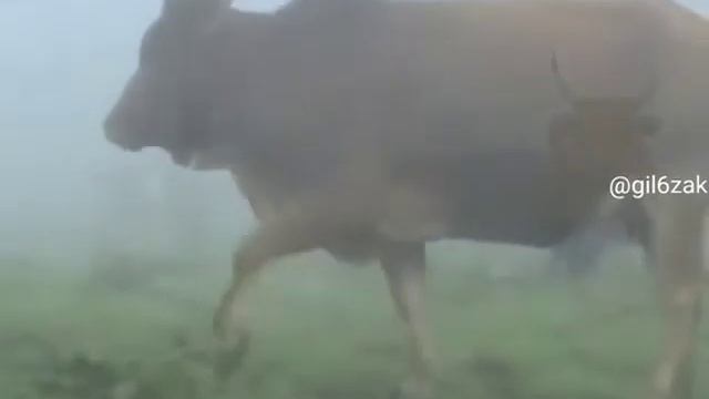 مجتبی عابدینی - گوگوراگور смотреть онлайн