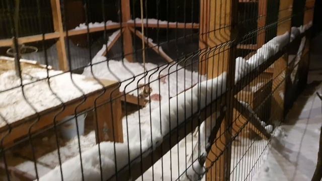 Алиса - лиса. Вечерняя игра смотреть онлайн