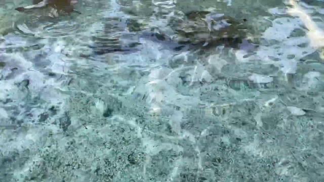 SHARK LAGOON OF THE AQUARIUM OF THE PACIFIC || LONG BEACH || Cindy S Matildo смотреть онлайн