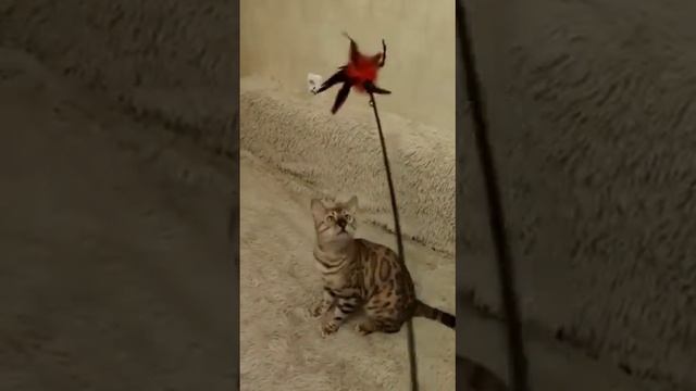 Наш красавец бенгал Брюс, шикарный минк .