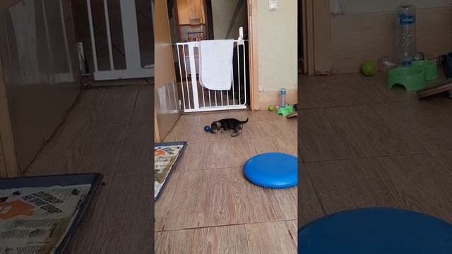 Ясельная группа на первой погулке смотреть онлайн