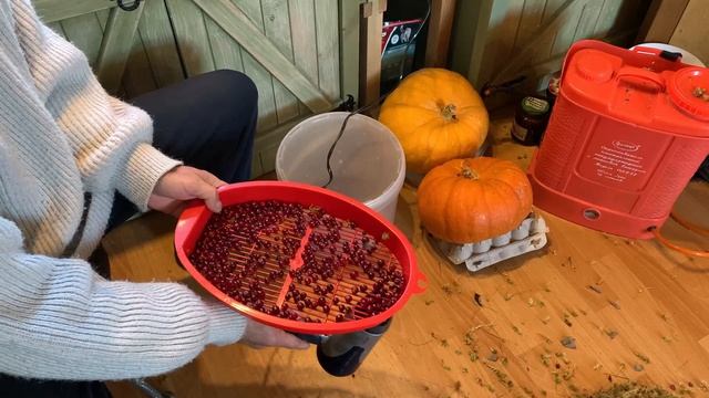 Очистка клюквы от мусора без проблем.mp4 смотреть онлайн