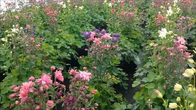 Best Perennials - Aquilegia Clementine (Columbine) смотреть онлайн