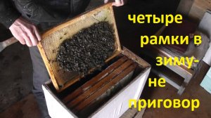 отводочки перезимовали