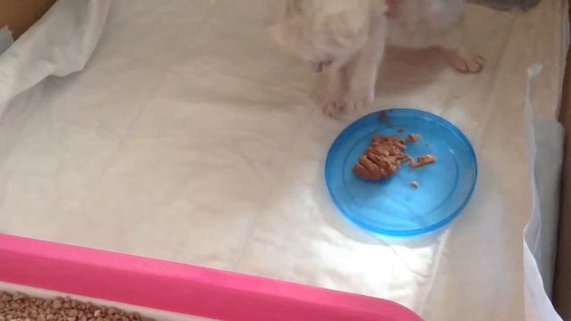 Приучаем котёнка к еде смотреть онлайн