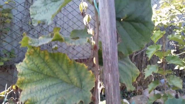 Фундук Трапезунд.Пятьдесят саженцев с 2,5 квадратных метров.Вечный конвейер по производству саженце смотреть онлайн