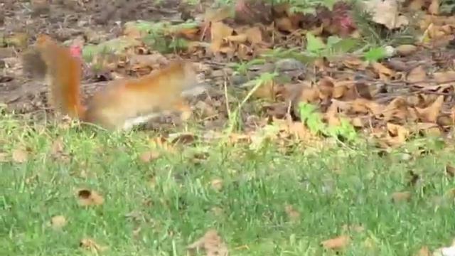 Red Squirrels Brueckner Rhododendron Garden Mississauga Ontario смотреть онлайн