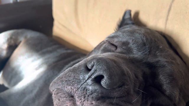 Пятница❤️#cane #tttt #canecorso #канекорсо #canecorsoitaliano #канекорсоитальяно смотреть онлайн