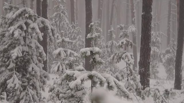 ??ОТ БЕССОННИЦЫ СНЕГ В ЛЕСУ. Релакс. Сон за 5 минут под приятную музыку. смотреть онлайн
