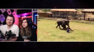 Случаи, Когда Животные Спасли Своих Хозяев | РЕАКЦИЯ на Smart Pizza