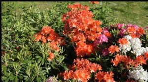 Зимостойкие рододендроны в Петербурге  вечнозеленые и листопадные