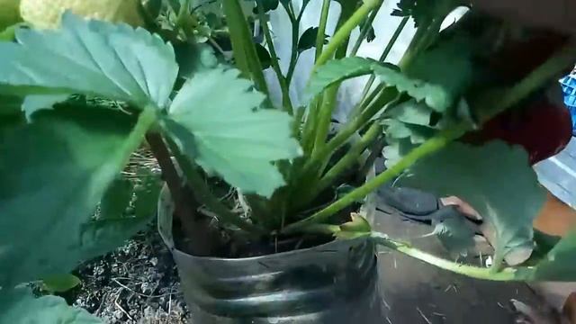 Клубника "Сенсация" 2021 смотреть онлайн