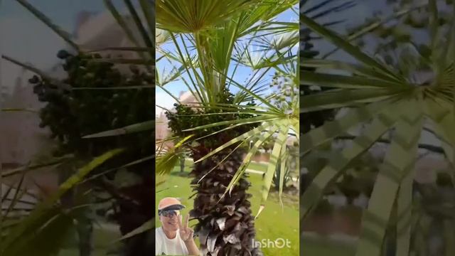 Зелёные финики на пальме. смотреть онлайн