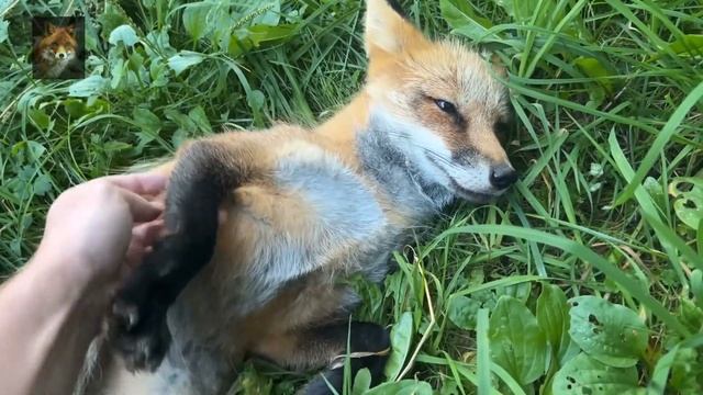 Алиса Лиса-Alice the Fox (Рыжая Атаманша) смотреть онлайн