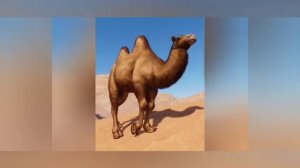 Животные Китая