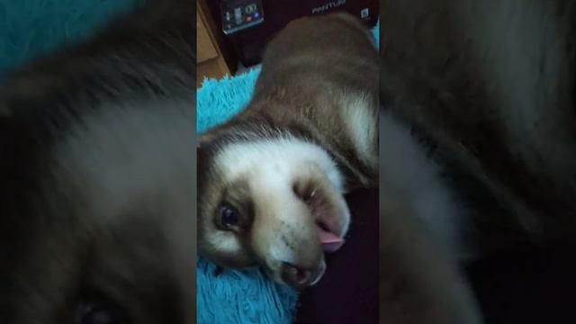 моя хаски 2 месяца смотреть онлайн