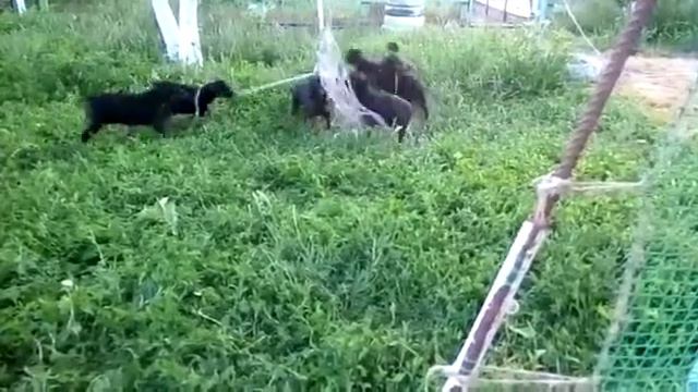 Доберманы щенки смотреть онлайн