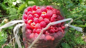 Ягодка малинка.