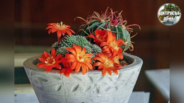 Кактусы уход в домашних условиях смотреть онлайн