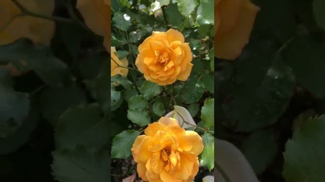 Солнечная роза Сахара смотреть онлайн